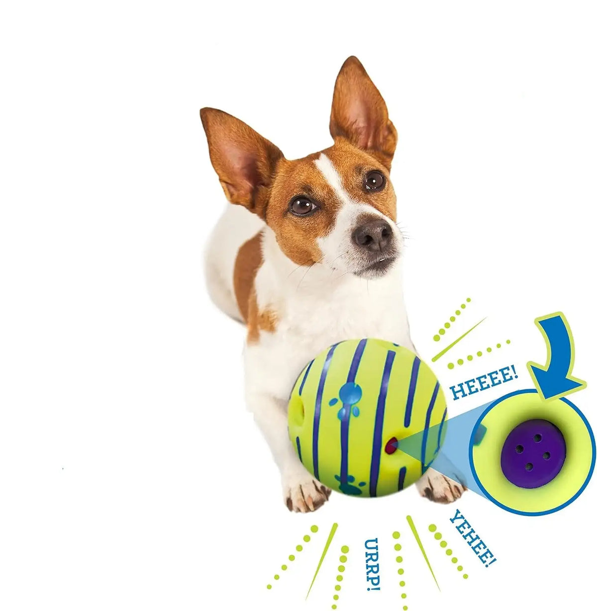 Small dog with Glow in the Dark Dog Ball chew toy